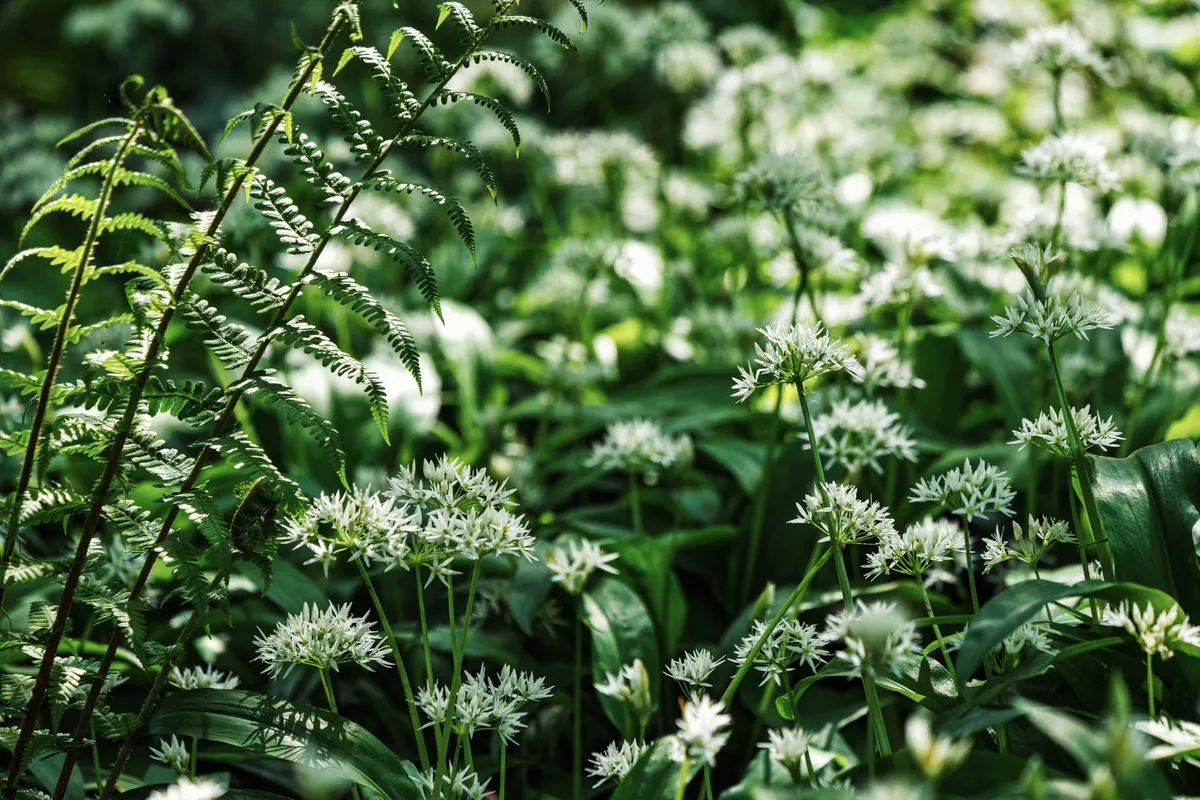 10 Wild Garlic Recipes for Spring Foraging