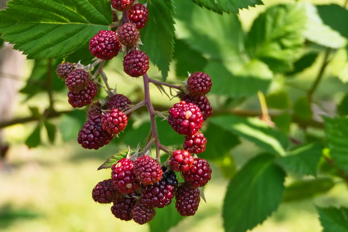 A Beginner's Guide to Foraging Wild Blackberries Safely