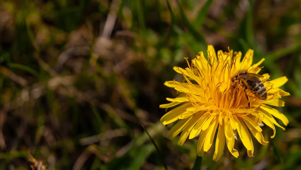A Checklist for Attracting Pollinators to a Small Garden