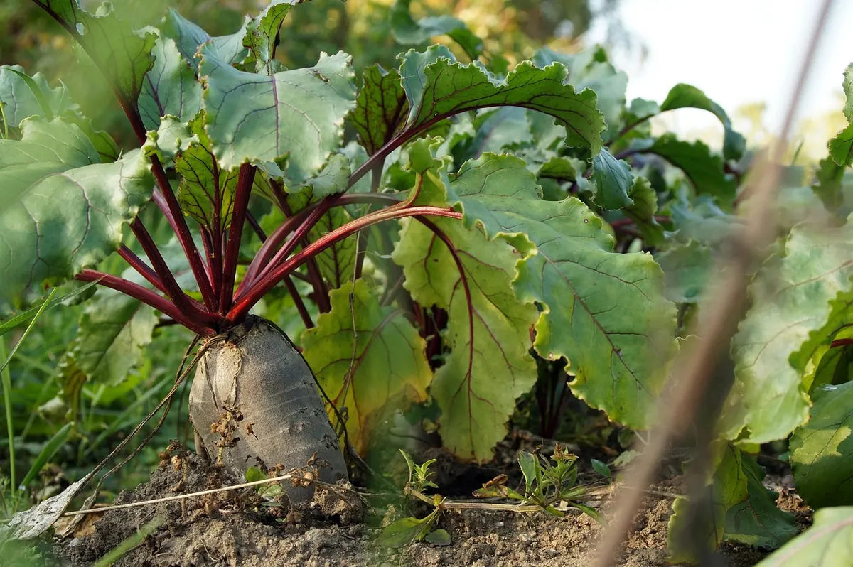Common Mistakes When Starting a Vegetable Garden (and How to Fix Them)