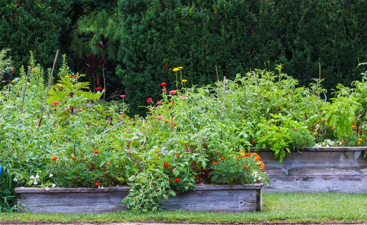 Raised Beds vs. In-Ground Planting: Which Is Right for Your Garden?