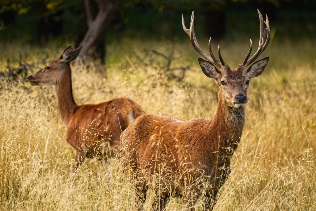 What to Forage in Autumn: 12 Wild Foods and Where to Find Them